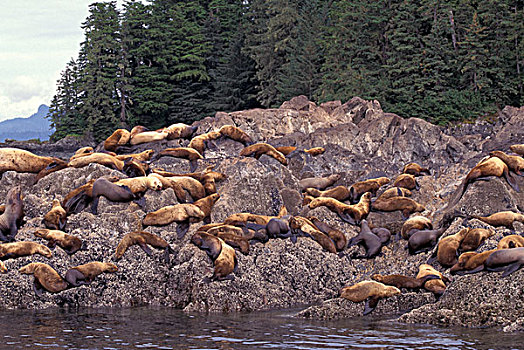 美国,阿拉斯加,弗雷德里克湾,海狮,栖息地,濒危物种