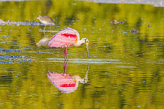 粉红琵鹭,倒影,国家野生动植物保护区,萨尼伯尔岛,佛罗里达,美国,北美