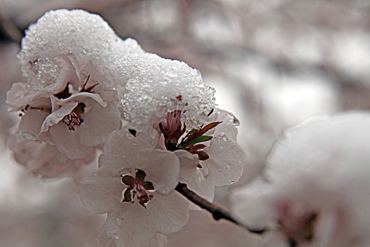 下雪,大雪,春雪,寒流,花朵,绽放,梅花,耐寒,植物