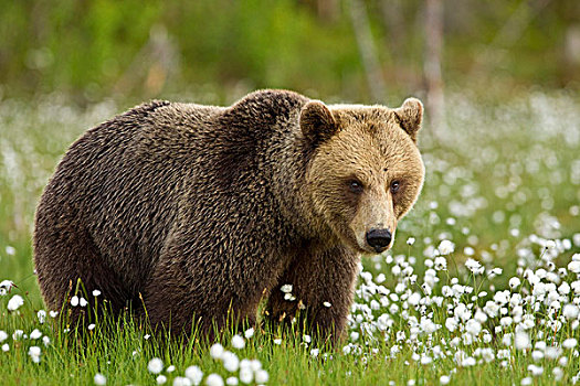 棕熊,熊,成年,站立,针叶林带,树林,芬兰,欧洲