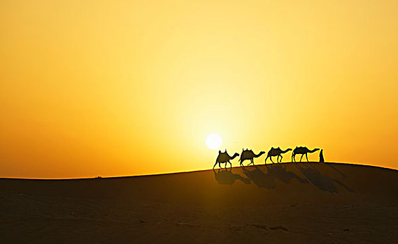 骆驼,驼队,沙漠,日落,迪拜,阿联酋