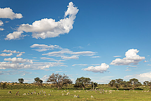 跳羚,大,牧群,放牧,河床,树,刺槐,下雨,季节,绿色,环境,积云,卡拉哈里沙漠,卡拉哈迪大羚羊国家公园,南非,非洲
