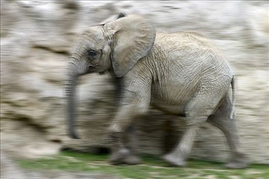 跑,非洲象,象属,非洲人,幼兽