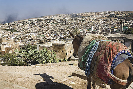驴,远眺,城市,摩洛哥