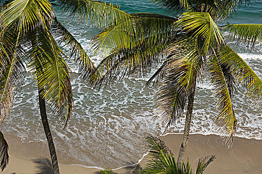 格林纳达,加勒比,俯视图,海滩,酒店