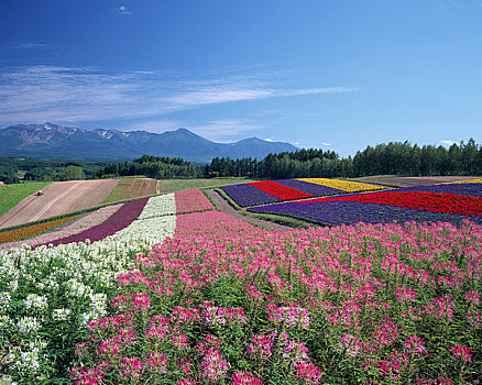 彩色,季节,山