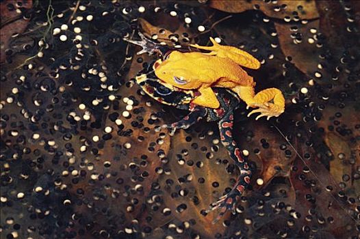 蟾蜍,蒙特维多云雾森林自然保护区,哥斯达黎加,灭绝