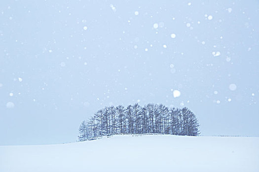 日本,落叶松属植物,山,雪,北海道