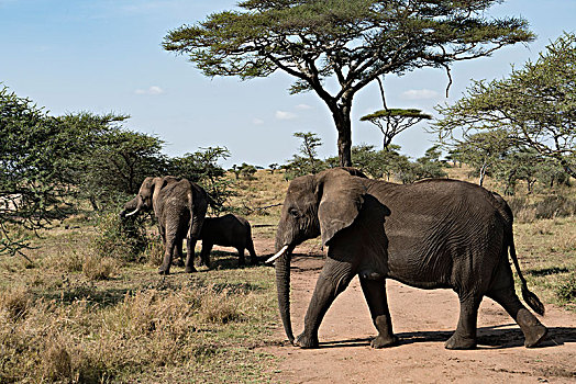 非洲大象060