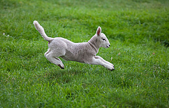 羊羔,跳跃,草地,诺森伯兰郡,英格兰
