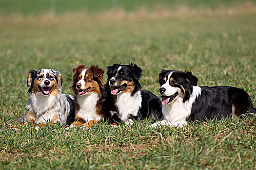 四个,澳大利亚牧羊犬,坐,排列,草地