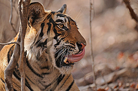 印度,孟加拉虎,虎,舔,鼻子,伦滕波尔国家公园,拉贾斯坦邦,亚洲