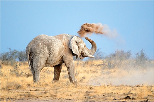 非洲象,灰尘