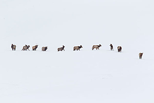 美洲,麋鹿,鹿属,鹿,牧群,雪中,黄石国家公园,怀俄明