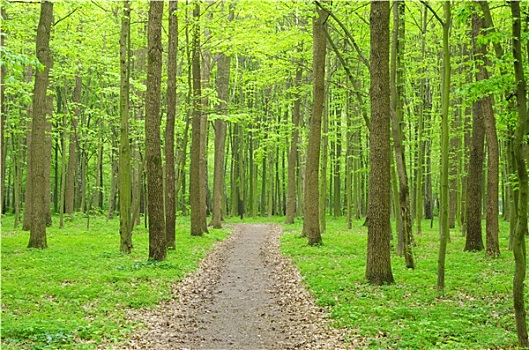 小路,绿色,树林