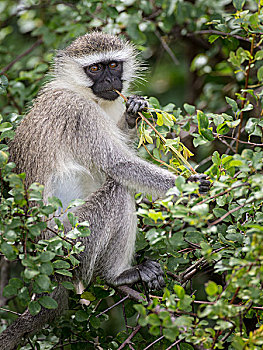 长尾黑颚猴,伊丽莎白女王国家公园,乌干达,非洲