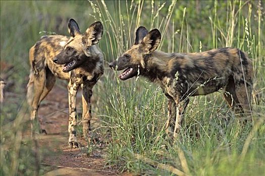 非洲野狗,非洲野犬属,雄性,国家公园,南非