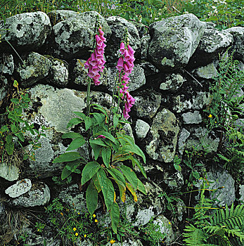 石墙,紫色毛地黄,紫花毛地黄,植物,玄参,盛开,花萼,粉色,自然,植被,观赏植物