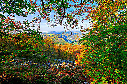 秋日树林,风景,山谷,靠近,莱茵兰普法尔茨州,德国