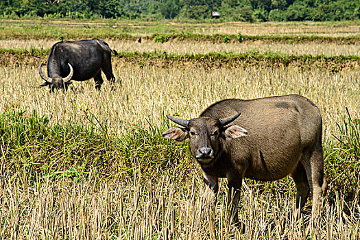 老挝,万荣,水牛,地点,大幅,尺寸