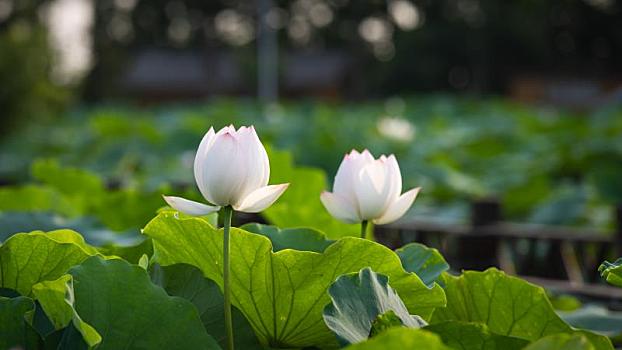 夏天公园里盛开的荷花