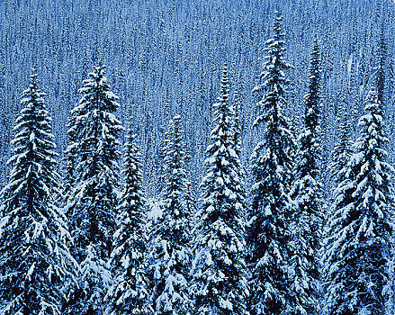 树,冬天,不列颠哥伦比亚省,加拿大