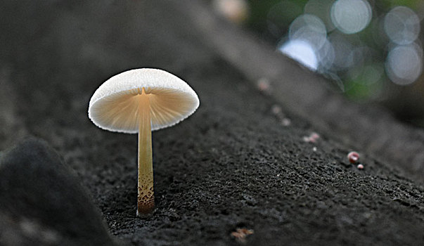 雨季