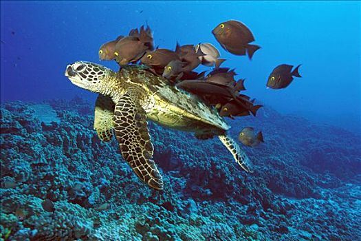 绿海龟,龟类,礁石,鱼,夏威夷