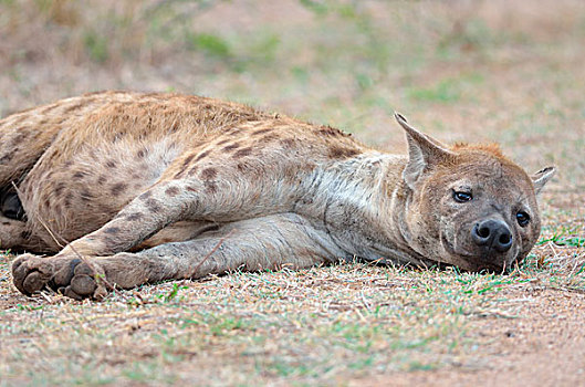 斑鬣狗,成年,雄性,休息,克鲁格国家公园,南非,非洲