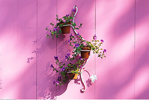 花盆,粉色,墙壁