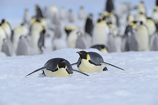 帝企鹅,滑动,冰,雪丘岛,南极