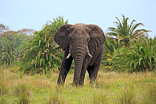 非洲象,成年,喂食,国家公园,纳塔耳,南非,非洲