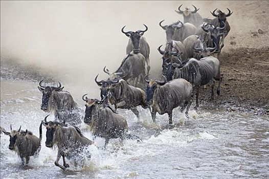 蓝角马,角马,牧群,马拉河,马赛马拉国家保护区,肯尼亚