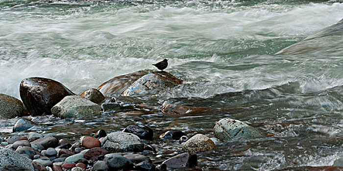 鸟,岩石上,河流,惠斯勒,不列颠哥伦比亚省,加拿大