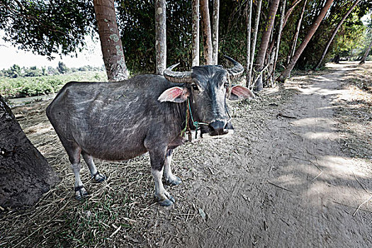 水牛,老挝