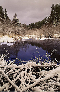水塘,树,初雪,阿尔冈金省立公园,安大略省,加拿大