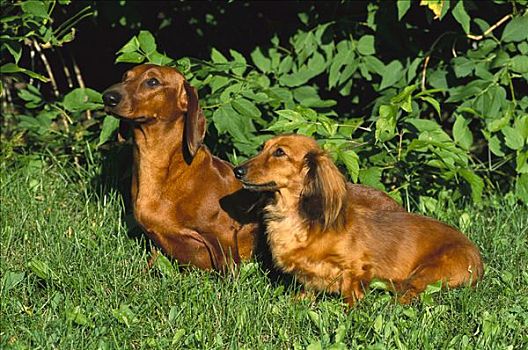 达克斯猎狗,狗,平滑,长发,坐,一起,草场
