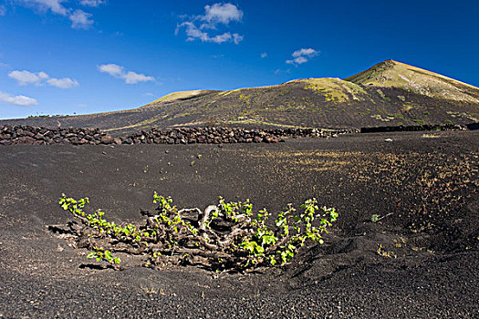 葡萄种植,农业,火山岩,火山,风景,兰索罗特岛,加纳利群岛,西班牙,欧洲