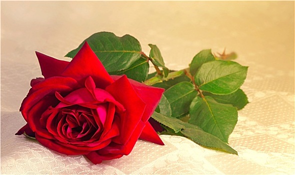 花,红玫瑰,叶子,背景,白色,丝绸