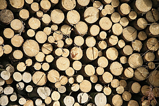 林业,树干,一堆,特写,树,高兴,箱子,存储,象征,树林,概念,营地,地点,木头,木材,木柴,干燥,加热,热,燃料,能量
