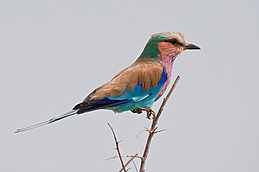 紫胸佛法僧鸟,紫胸佛法僧,万基国家公园,津巴布韦,非洲
