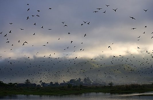 鸟群,天空,茵莱湖,缅甸