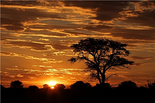 非洲,日落,剪影,树