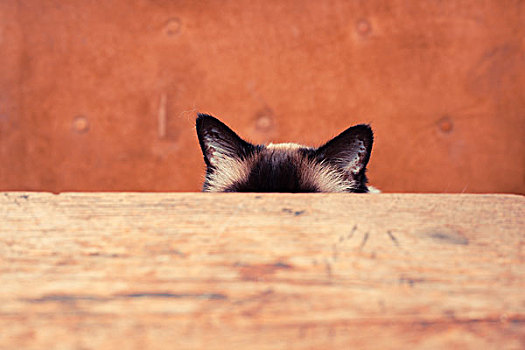 漂亮,猫,隐藏,后面,桌子,只有,耳