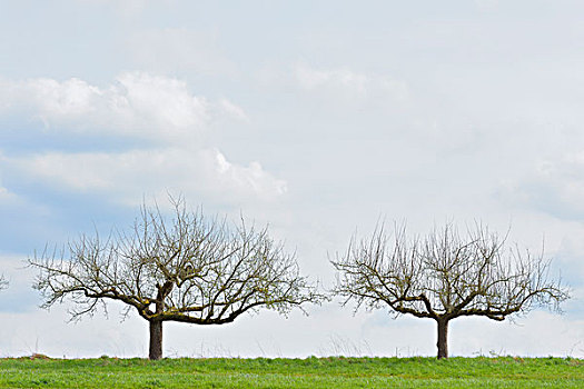两个,空,苹果树,草场,早春,施佩萨特,黑森州,德国