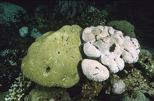 珊瑚,一个,健康,左边,蓝碧海峡,印度尼西亚