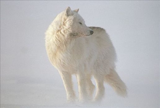 北极狼,狼,暴风雪,艾利斯摩尔岛,加拿大