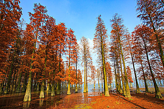 秋色,秋意,水杉,树林