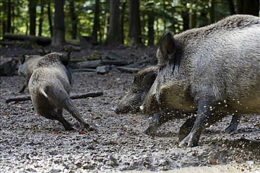 公猪,争执,食物,野生动物,德国
