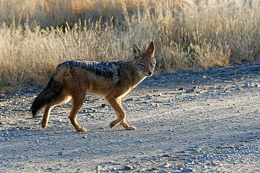 黑背狐狼,成年,走,土路,早晨,斑马山国家公园,东开普省,南非,非洲